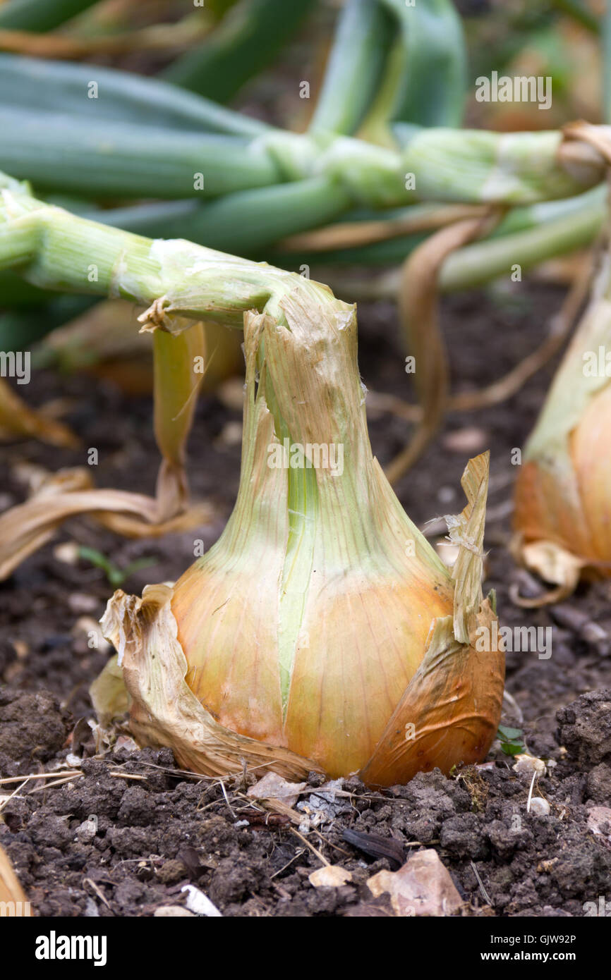 Main-Ernte Zwiebel die Reifung ist Stockfoto