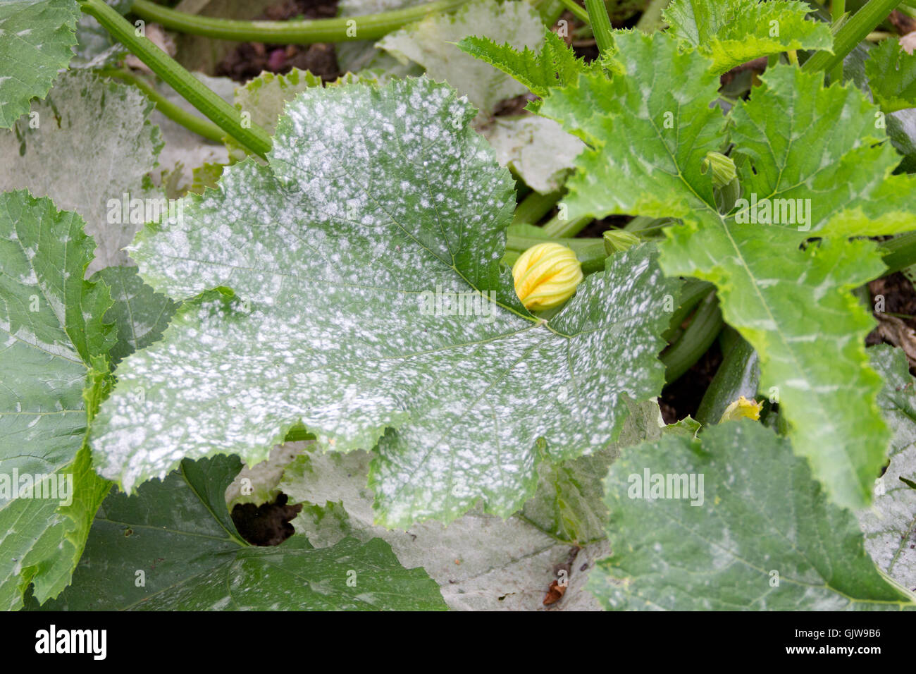Zucchini-Pflanze mit Schimmel an den Blättern Stockfotografie - Alamy