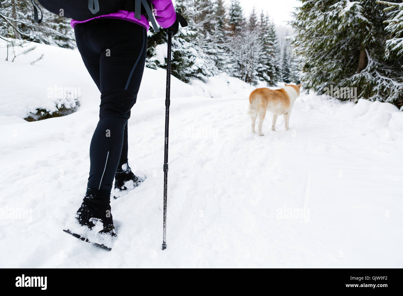 Weibliche Backpacker Wandern im weißen Winterwald mit Akita Hund. Beine und Stiefel trekking. Erholung, Fitness und einen gesunden Lebensstil Stockfoto