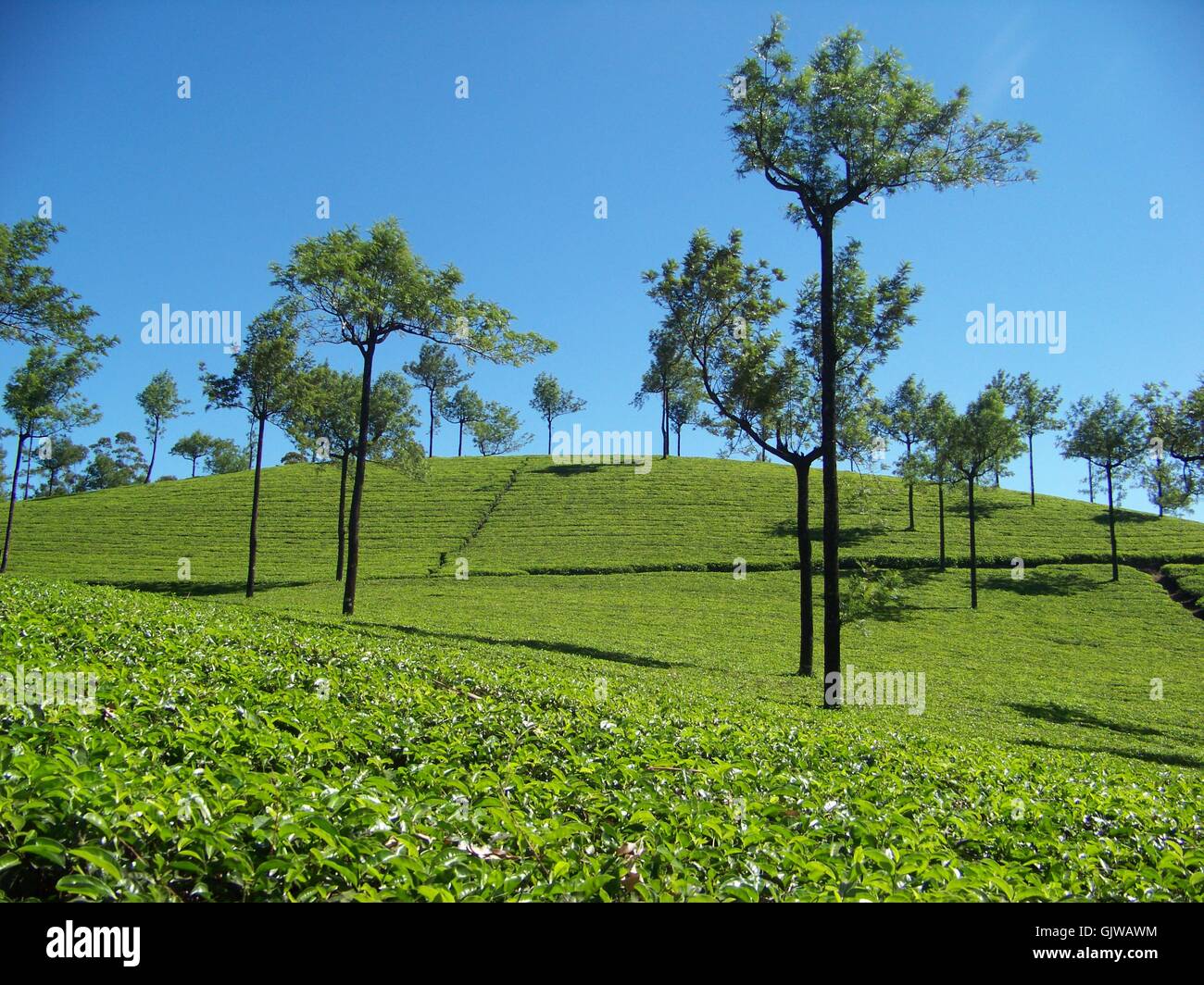 Tee-Plantage - Munnar, Indien Stockfoto
