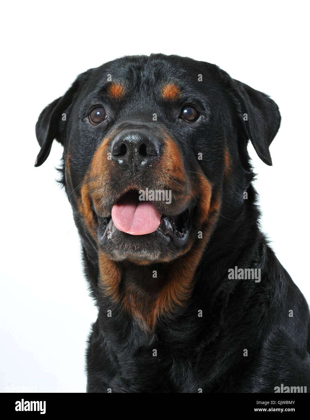 Tier Haustier schwarz Stockfoto