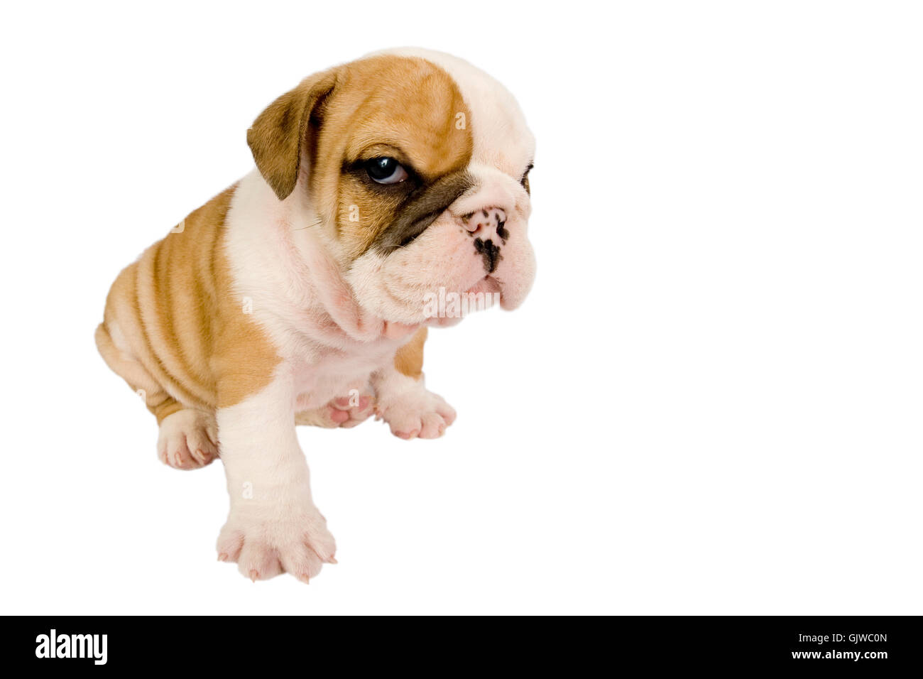 Welpen english bulldog Stockfoto