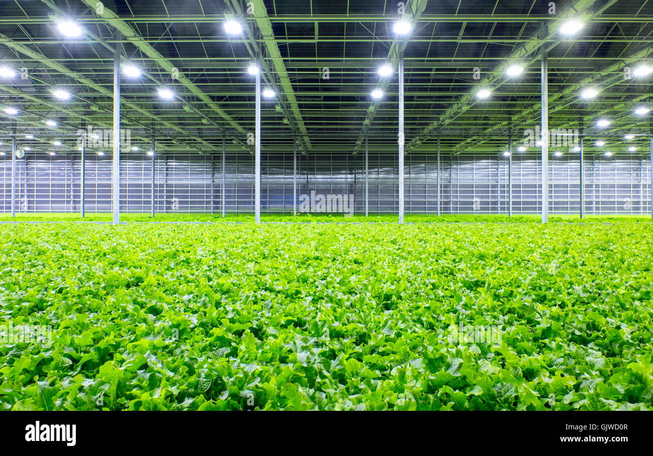 Bio Salat wächst in einem modernen Gewächshaus Stockfoto