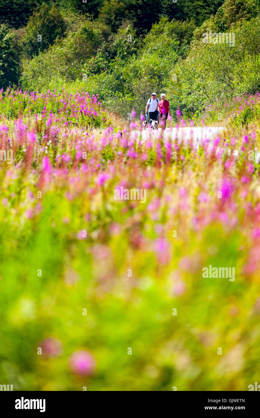 See-Brenig, Wales, UK – ein heißer Tag in Nordwales mit Temperaturen in Mitte zwanzig Grad C. Ein paar und ihre Hunde zu Fuß entlang dem See Weg mit Rosebay Weidenröschen in voller Blüte um sie herum Stockfoto