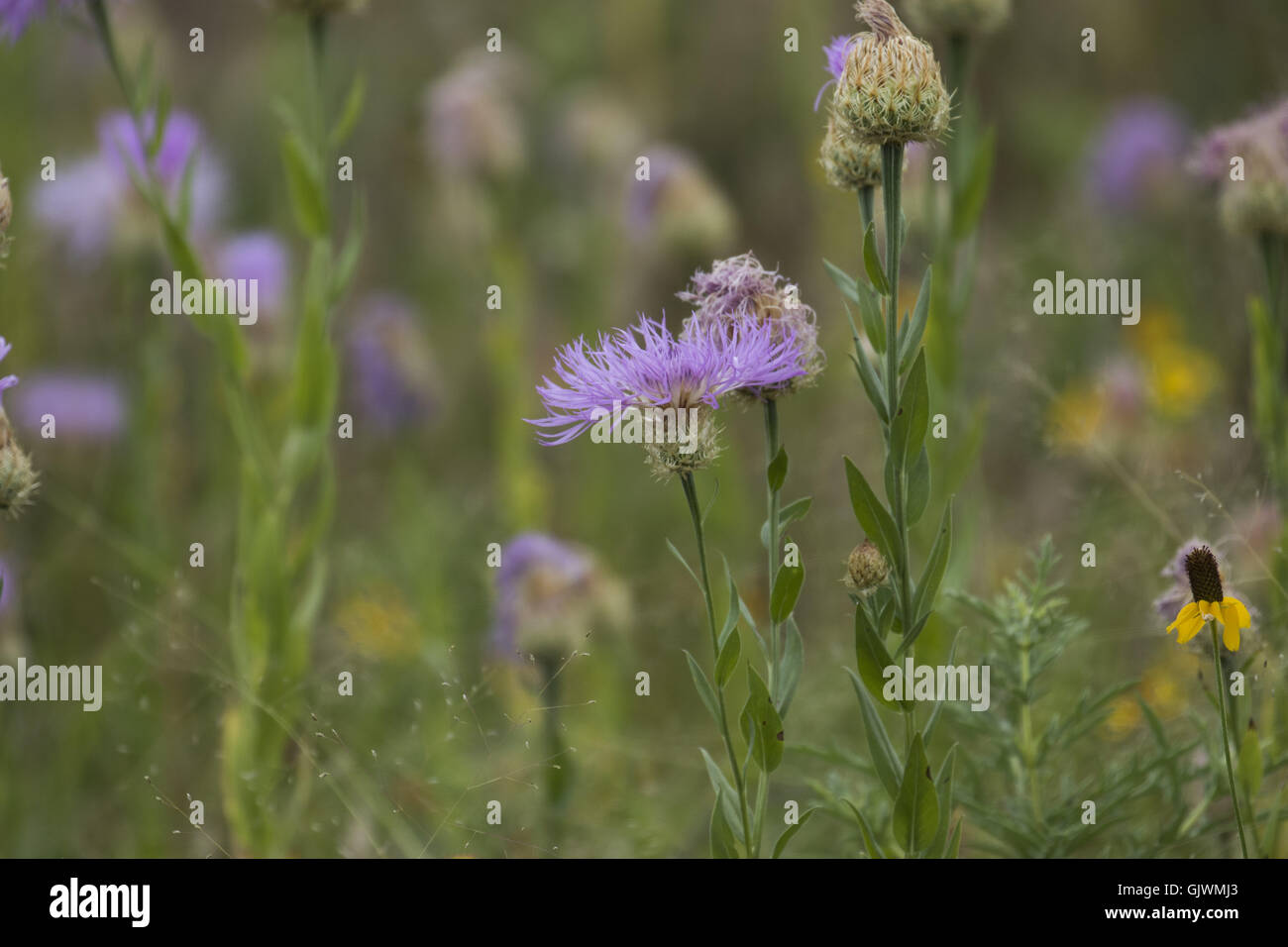 Lawton, Oklahoma, USA. 8. November 2016. Eine Distel-Pflanze ist bereit, in den Wichita Mountains zu blühen. Im Jahre 1901 gegründet, ist Wichita Mountains Wildlife Refuge in der Nähe von Lawton, Oklahoma, eines mehr als 556 Rückzugsgebiete in den Vereinigten Staaten verwaltet. Refugio 59.020 Hektar beherbergt ein seltenes Stück aus der Vergangenheit. Die Schutzhütte bietet Lebensraum für große native weidenden Tiere wie Bisons, Rocky Mountain Elche und Weißwedelhirsche. Texas Longhorn Rindern teilen auch Zuflucht Weideflächen als kulturelles und historisches Erbe Spezies. Wenn Präsident Teddy Roosevelt wollte die Büffel, wieder einführen Stockfoto