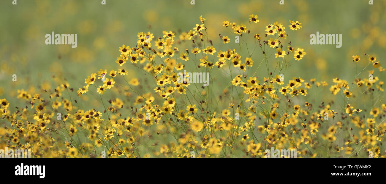 Anadarko, Oklahoma, USA. 8. November 2016. Wilde Blumen blühen in den Wichita Mountains. Wichita Mountains Wildlife Refuge ist, gegründet 1901, einer der mehr als 556 Schutzhütten in den Vereinigten Staaten verwaltet. Refugio 59.020 Hektar beherbergt ein seltenes Stück aus der Vergangenheit. Die Schutzhütte bietet Lebensraum für große native weidenden Tiere wie Bisons, Rocky Mountain Elche und Weißwedelhirsche. Texas Longhorn Rindern teilen auch Zuflucht Weideflächen als kulturelles und historisches Erbe Spezies. Als Präsident Teddy Roosevelt der Büffel in freier Wildbahn wieder anzusiedeln wollte, er zog Bisons aus der Stockfoto