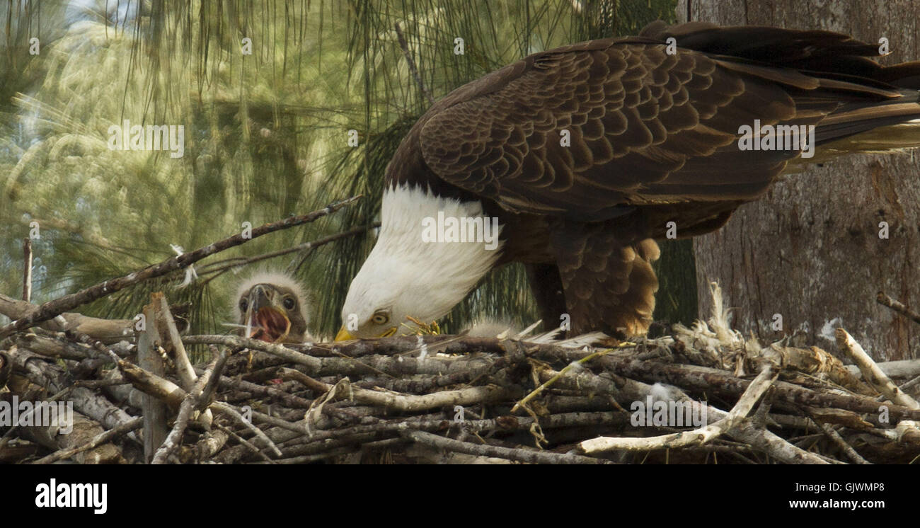 Pembroke Pines, Florida, USA. 8. November 2016. Ein Reifen Adler ernährt sich die jungen Küken in ihrem Nest Pembroke Pines, Florida. Die Eagles waren Mitte Januar geboren. Die Erwachsenen Adler lebt seit 2008 in ihr Nest. © J Pat Carter/ZUMA Draht/Alamy Live-Nachrichten Stockfoto