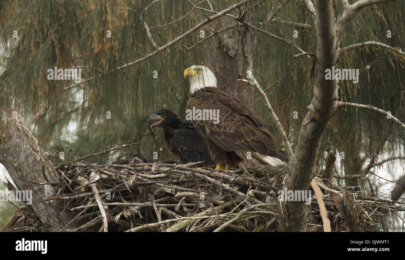 Pembroke Pines, Florida, USA. 8. November 2016. in ihrer Pembroke Pines. Florida-Nest. Die Eagles waren Mitte Januar geboren. Die Erwachsenen Adler lebt seit 2008 in ihr Nest. © J Pat Carter/ZUMA Draht/Alamy Live-Nachrichten Stockfoto