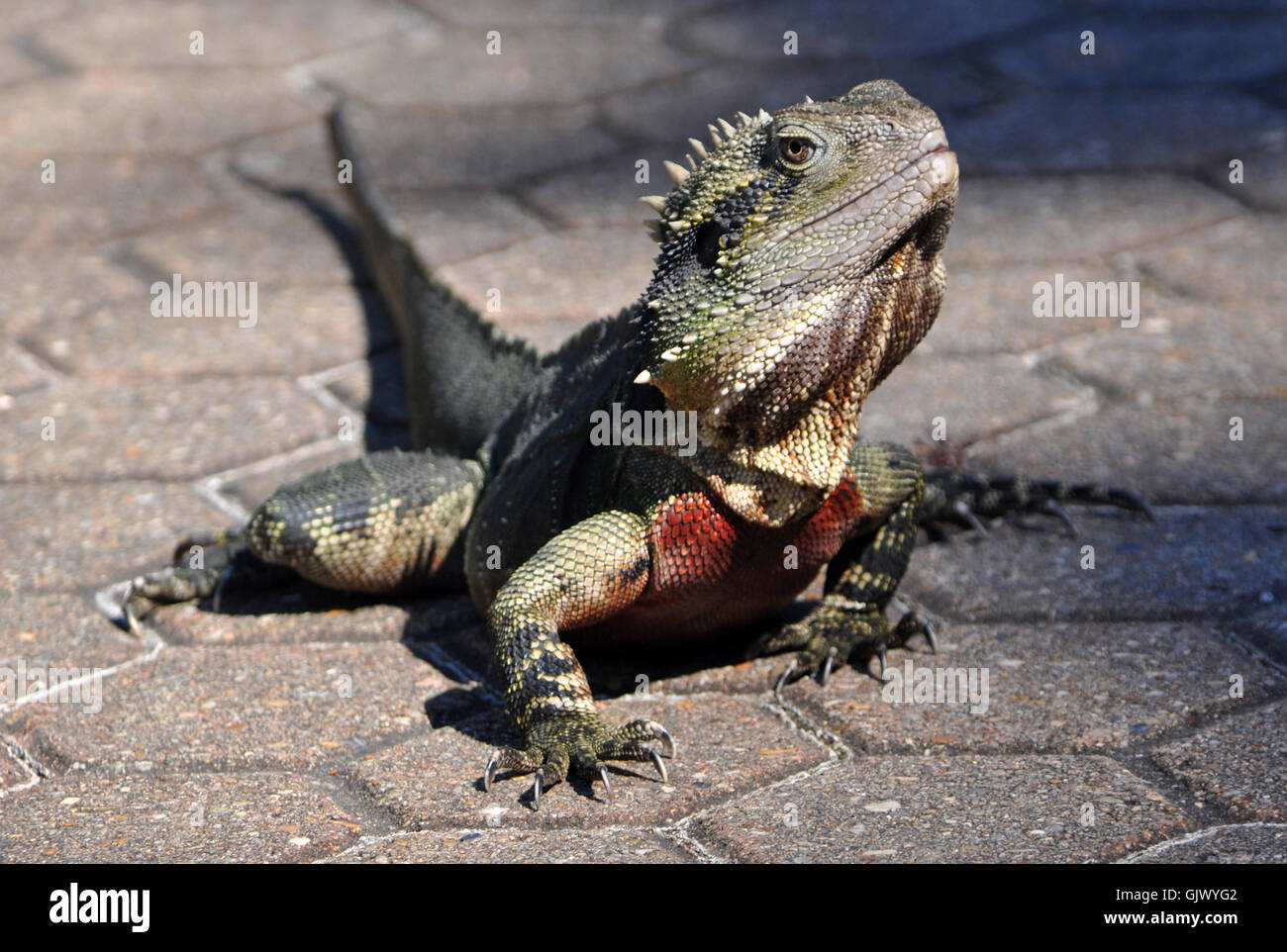 Makro Nahaufnahme Makro Aufnahme Stockfoto