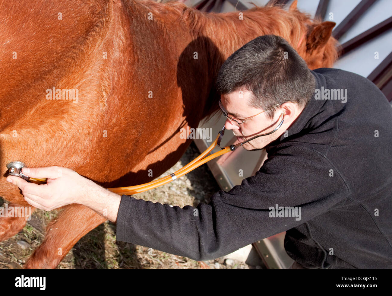 Arzt-Arzt-Mediziner Stockfoto