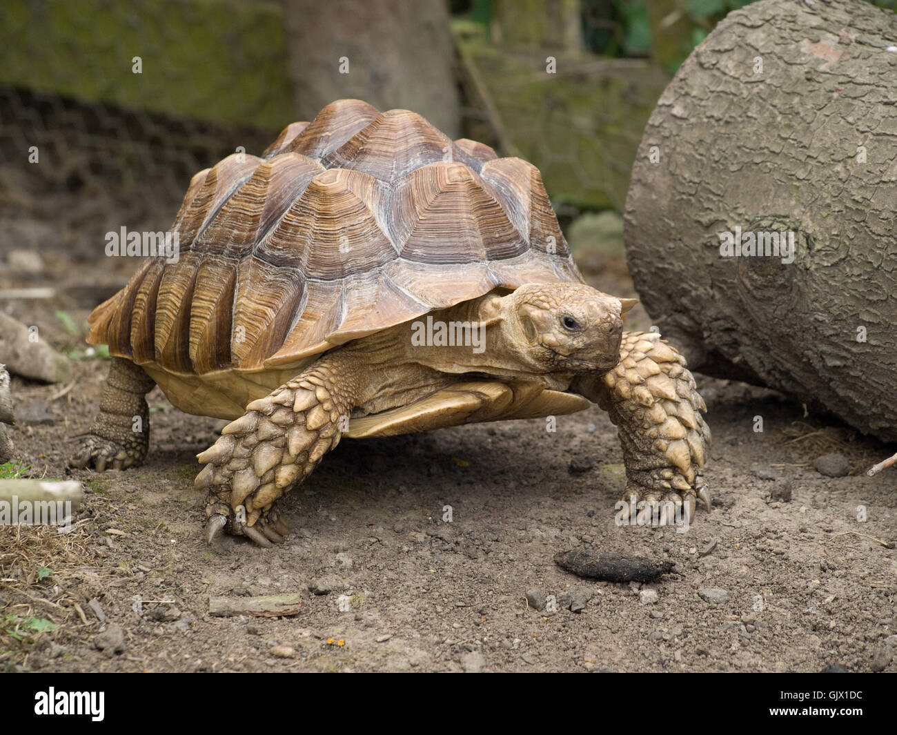 tierische Schale Schildkröte Stockfoto