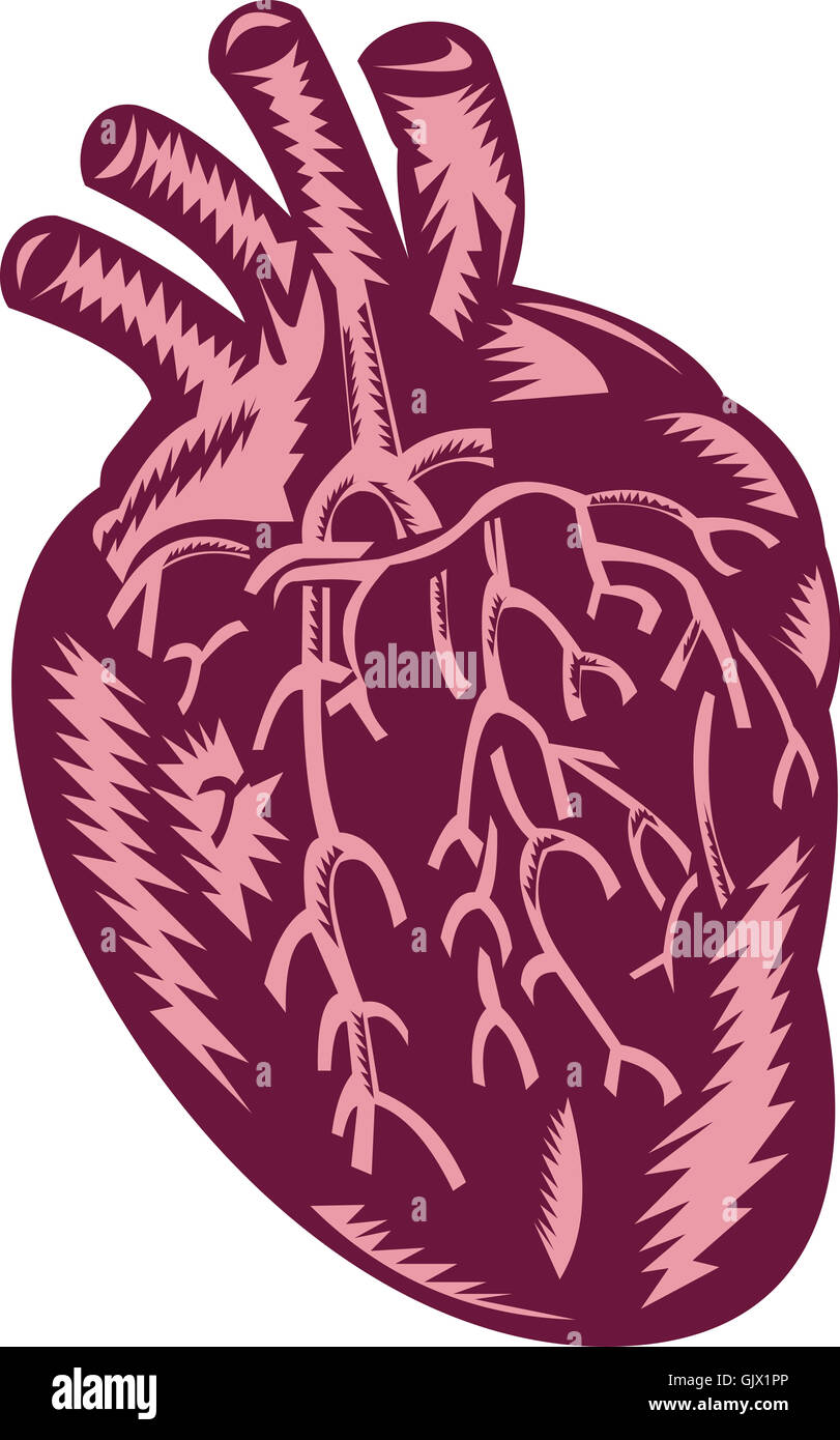 Herzanatomie anatomische Stockfoto