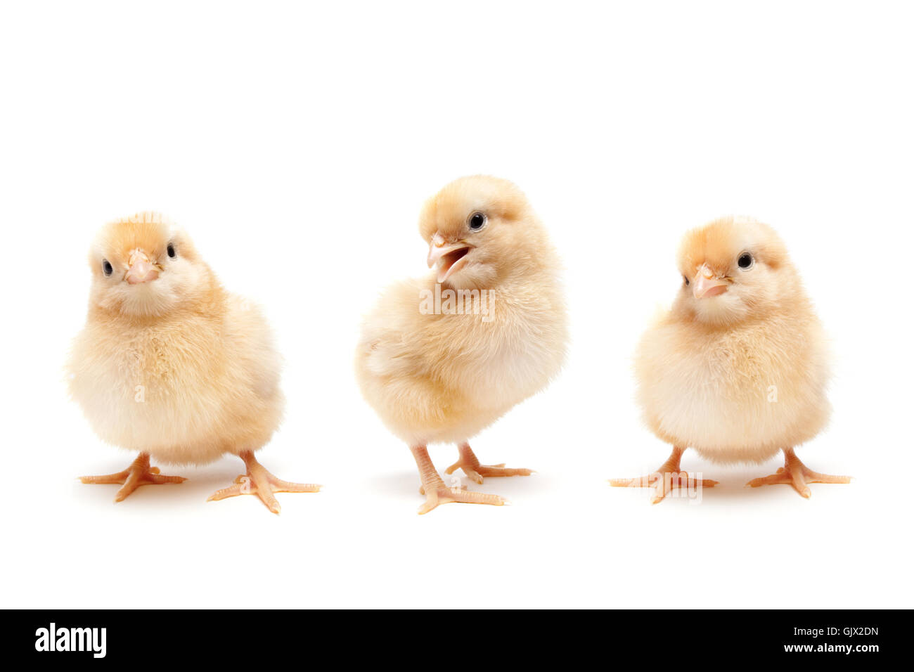 Tier weichen flauschigen Stockfoto