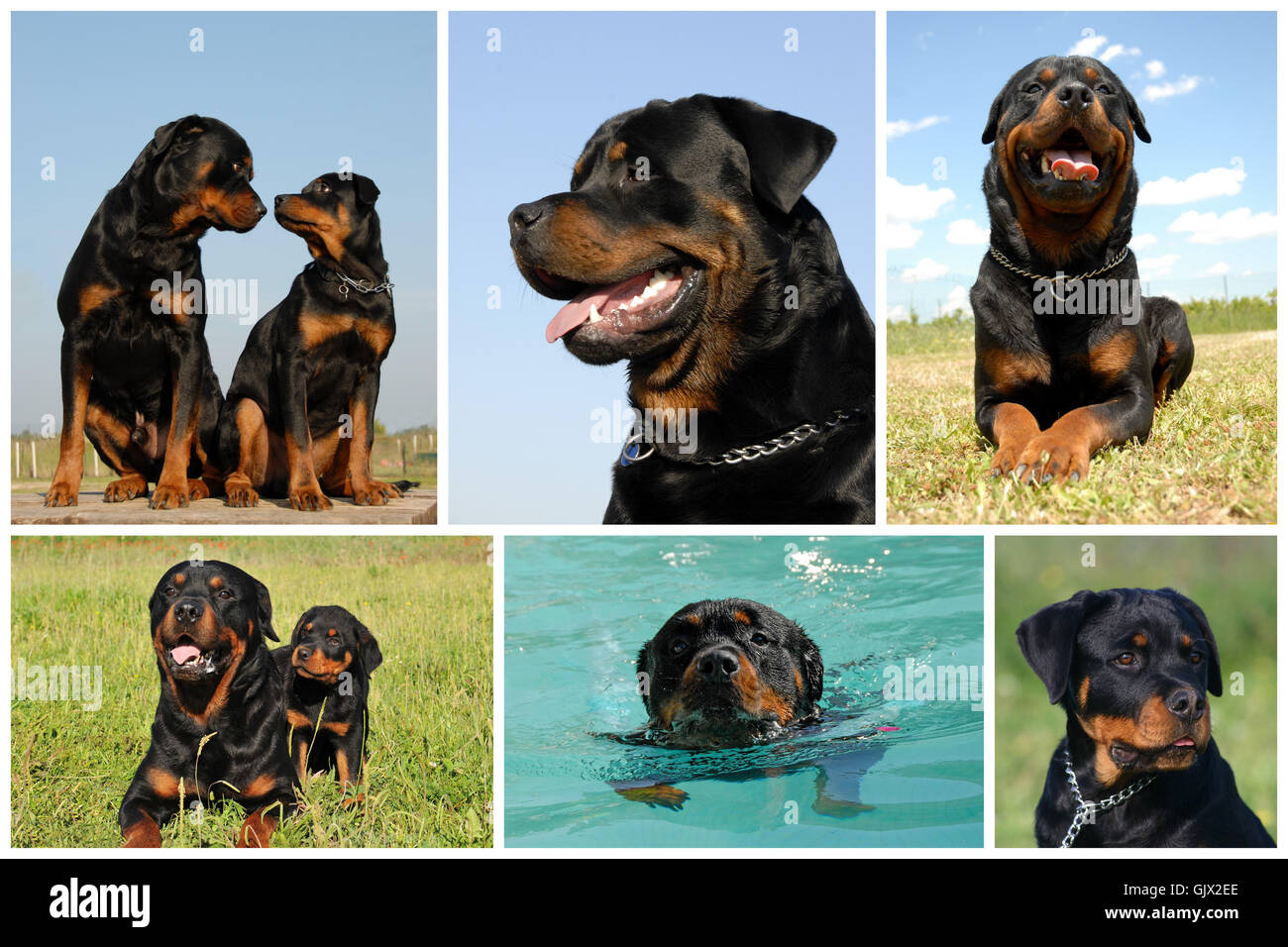 Tier Haustier Hund Stockfoto