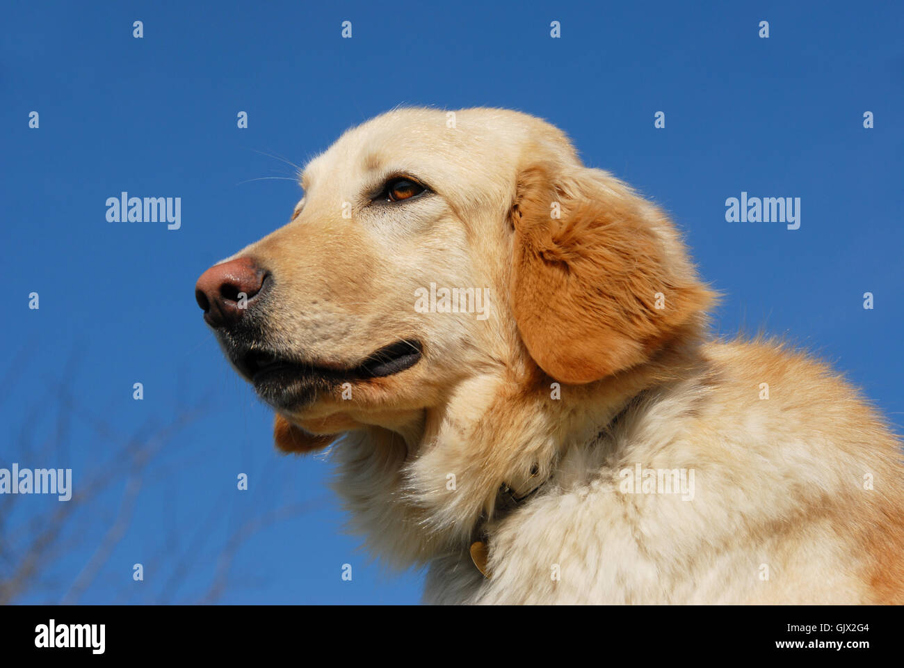 Tier Haustier Hund Stockfoto