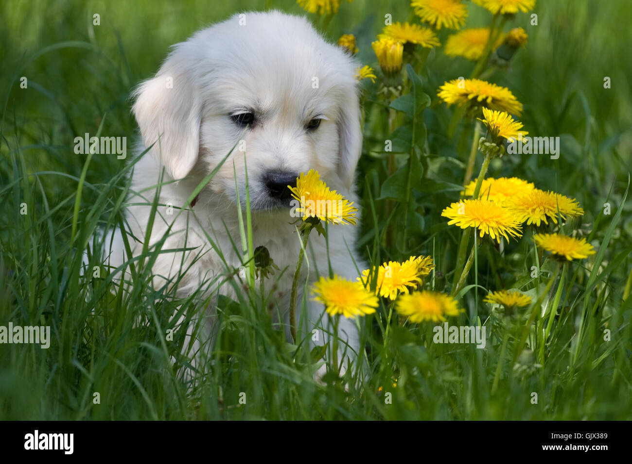 Welpe im Löwenzahn Stockfoto