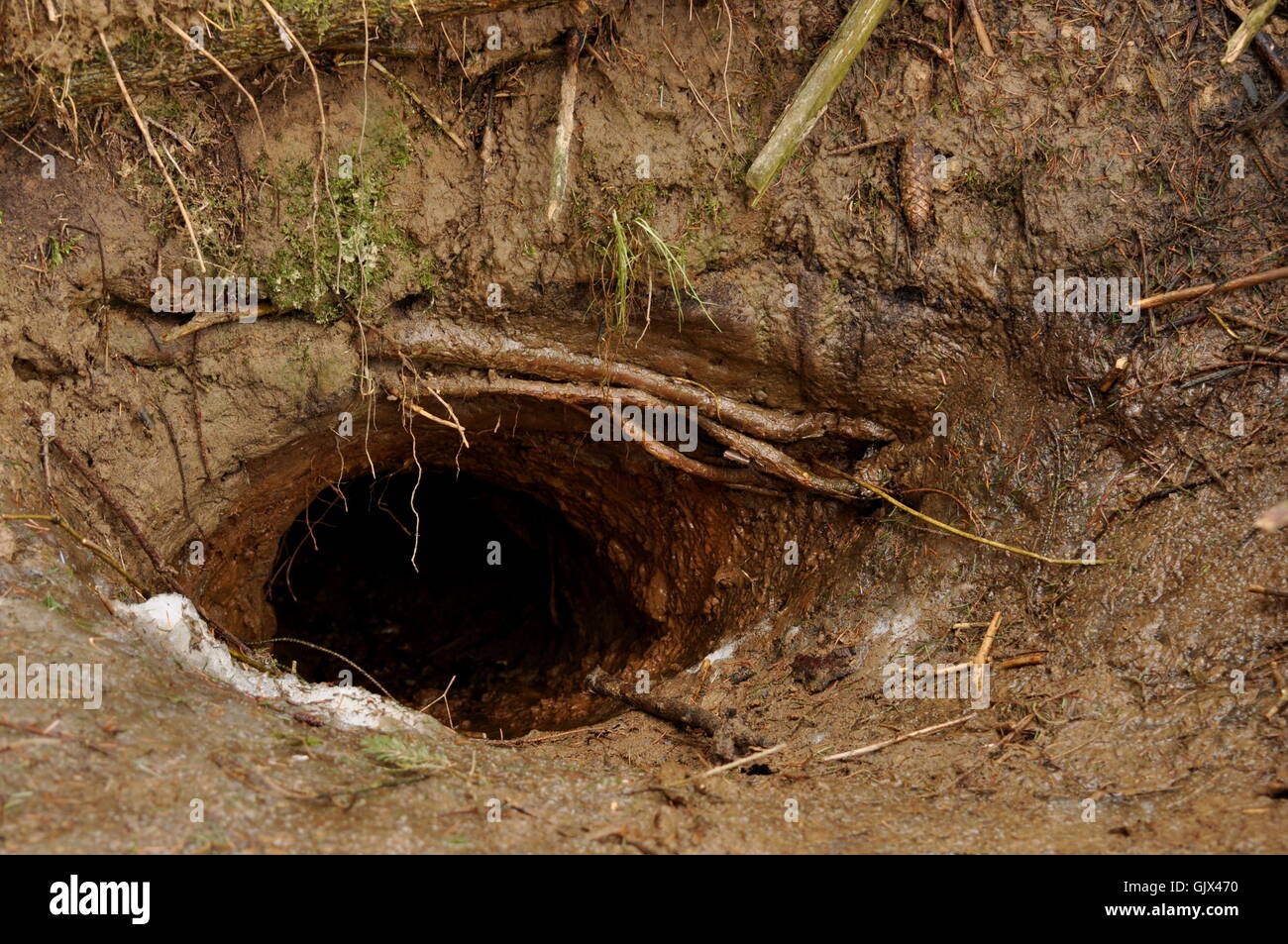 Fuchs-Dachs-Bau der Dachse Stockfoto