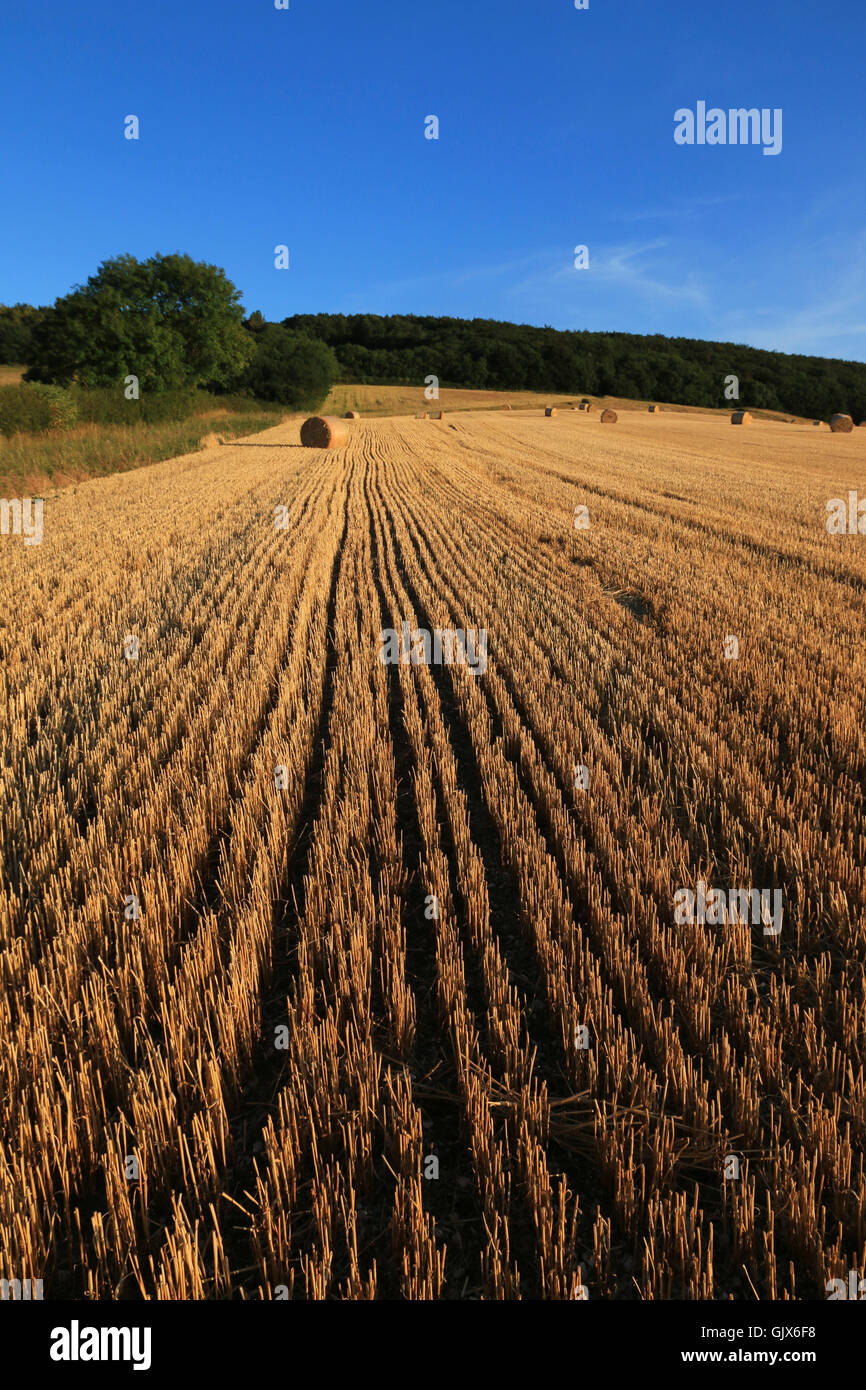 Zylindrischen Strohballen auf einem Gerstenfeld geerntete Stockfoto