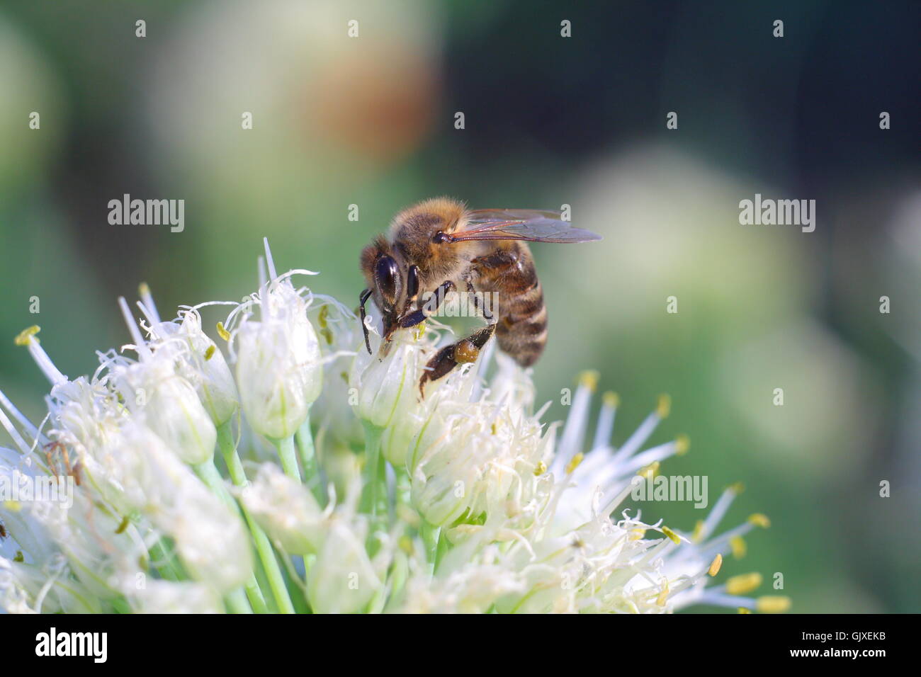 Biene auf weiße Blume Stockfoto