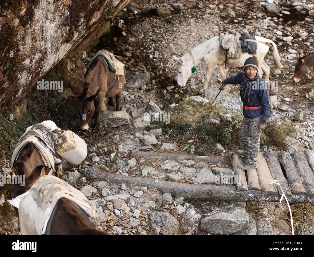 Ein nepalesischer Mann Herden seinem Esel in der Nähe von Phakding, Nepal Stockfoto