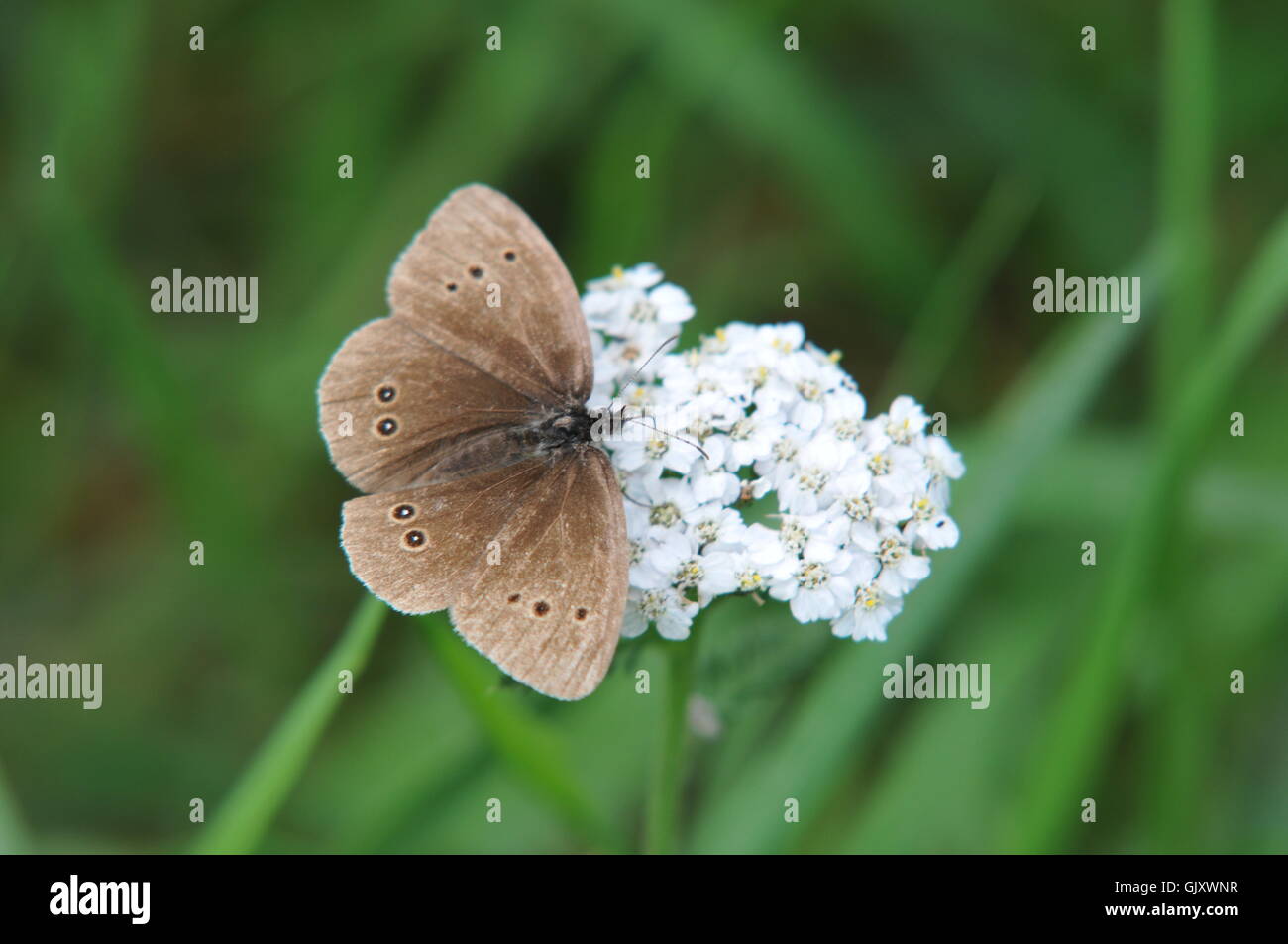 Wiese Brauner Schmetterling auf einer Blumenpflanze Stockfoto