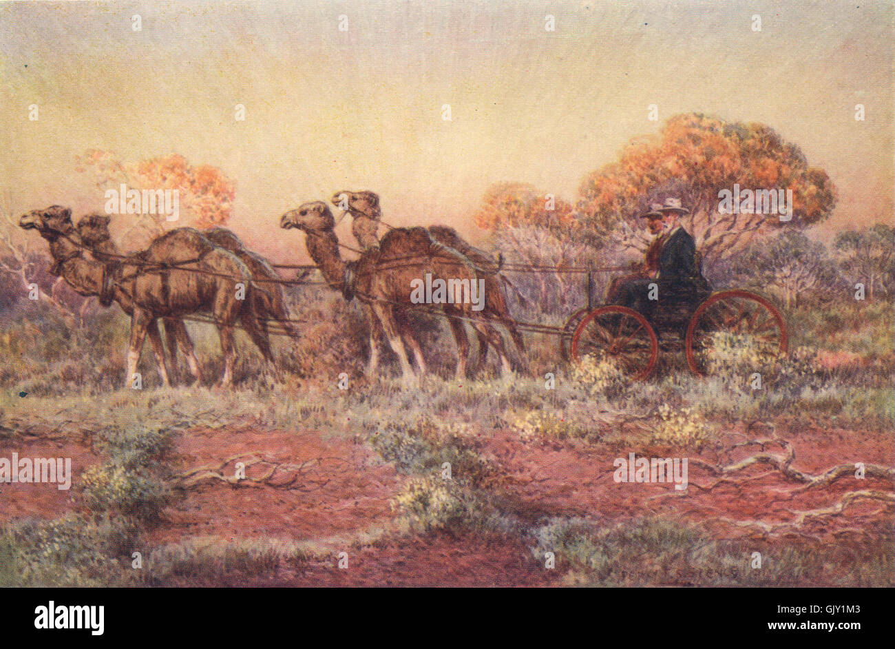 Kamele ziehen einen vierspännigen Wagen, australischen outback von Percy Spence, 1910 Stockfoto