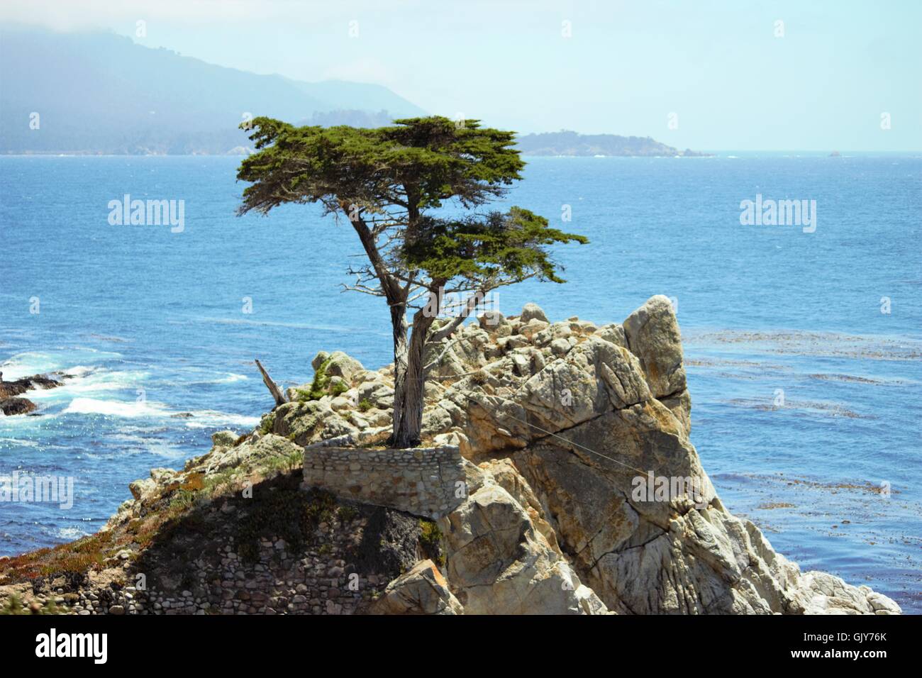 Zypresse, grün, Steinen, Felsen, Küste, Kalifornien Stockfoto