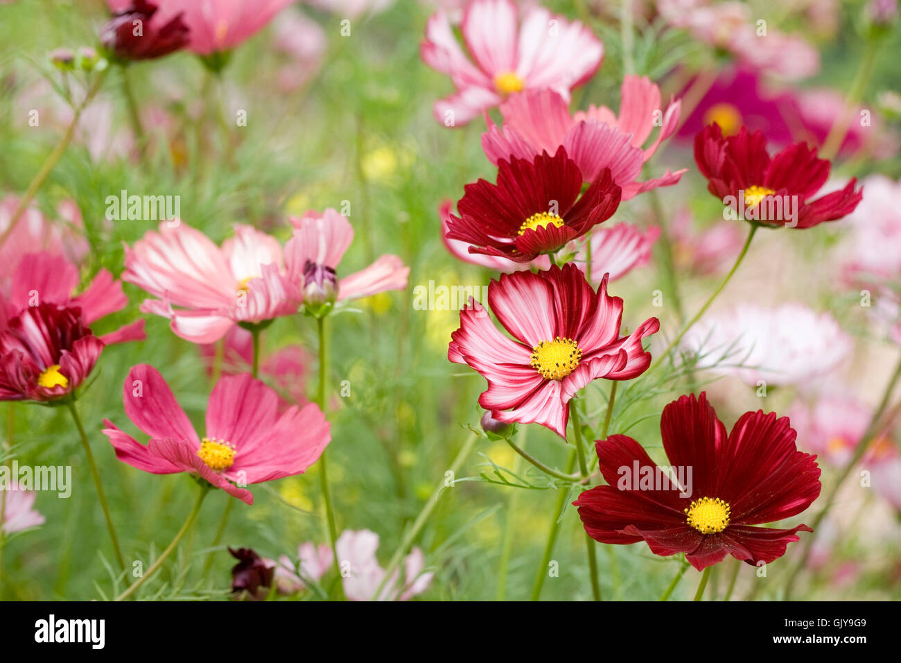Cosmos Bipinnatus Velouette Blumen. Stockfoto