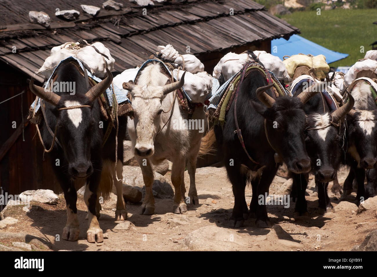 Gruppe von Yaks, die Güter auf dem Weg zum Everest-Basislager in den Himalaya-Bergen von Nepal Stockfoto