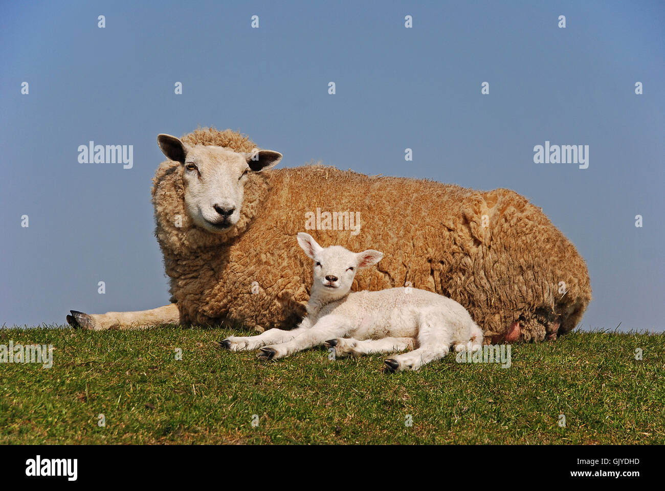 Schafe Wolle Lämmchen Stockfoto