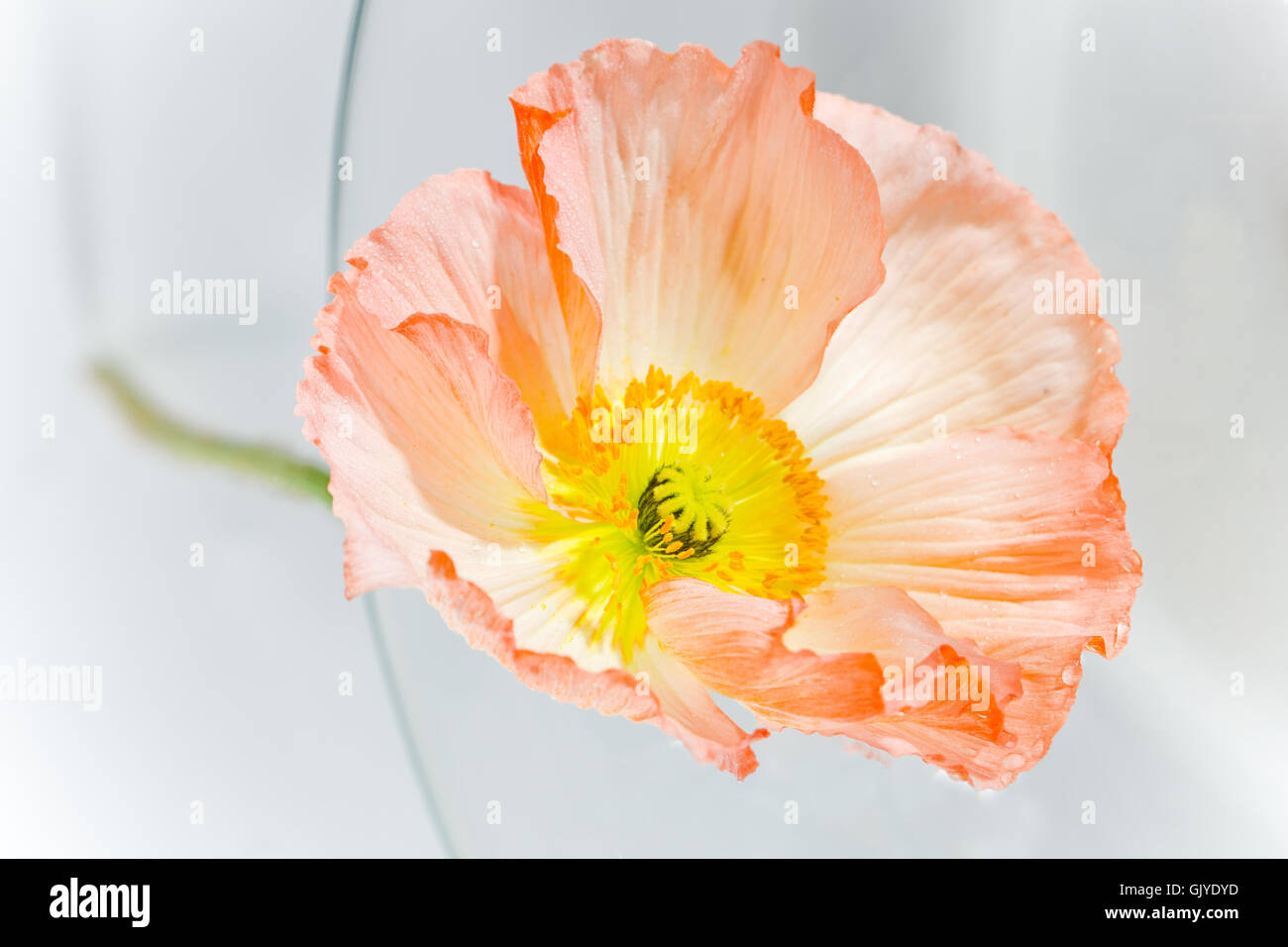 Mohnbluete Makro Blume Stockfoto