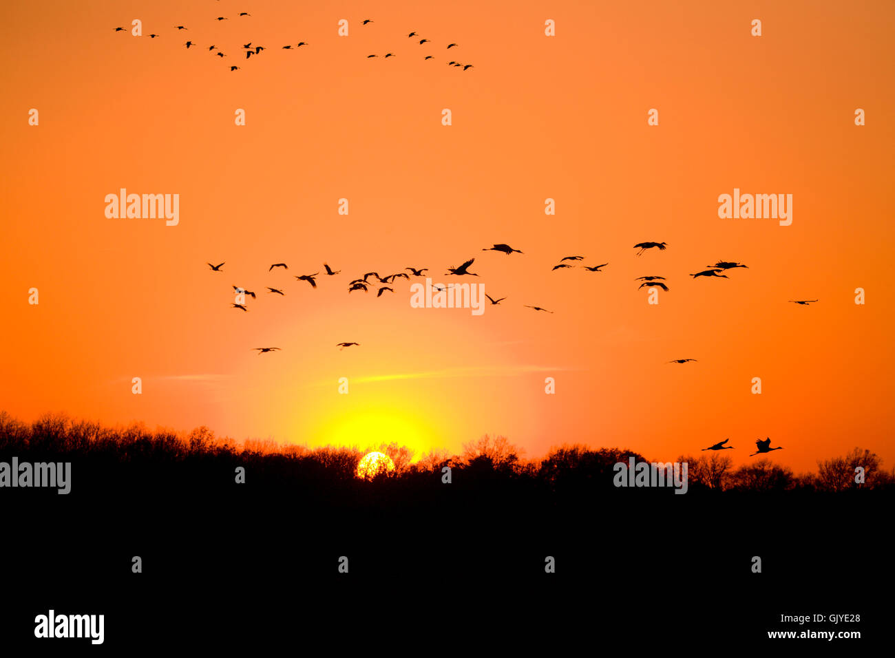 Sonnenuntergang Vögel Krane Stockfoto