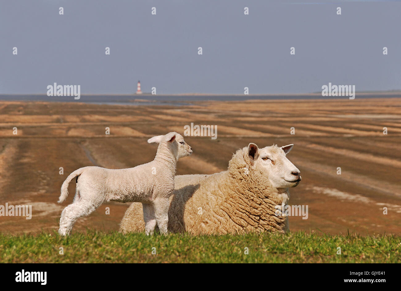 Schafe Wolle Lämmchen Stockfoto