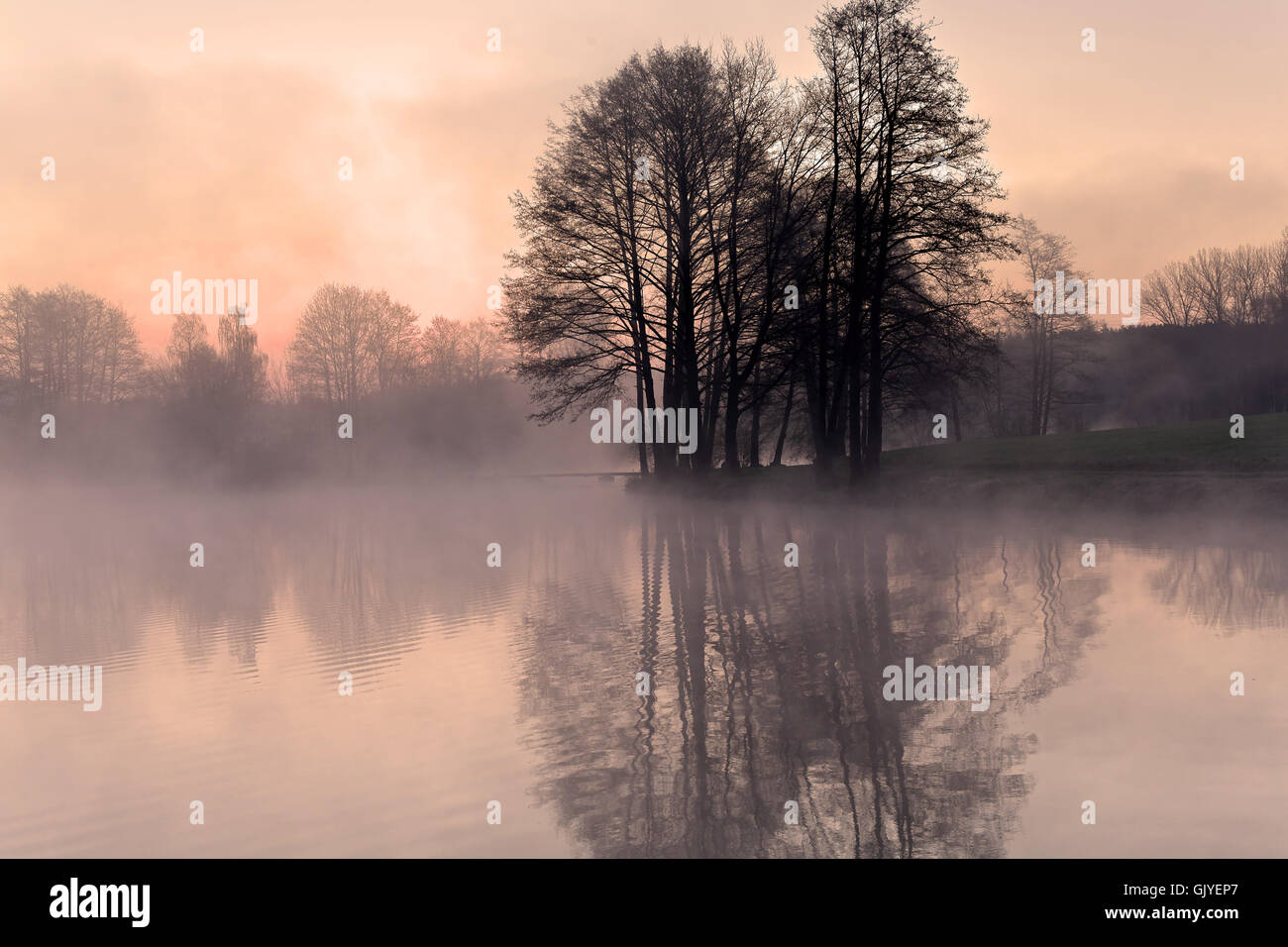 Baum-Nebel-Spiegel Stockfoto