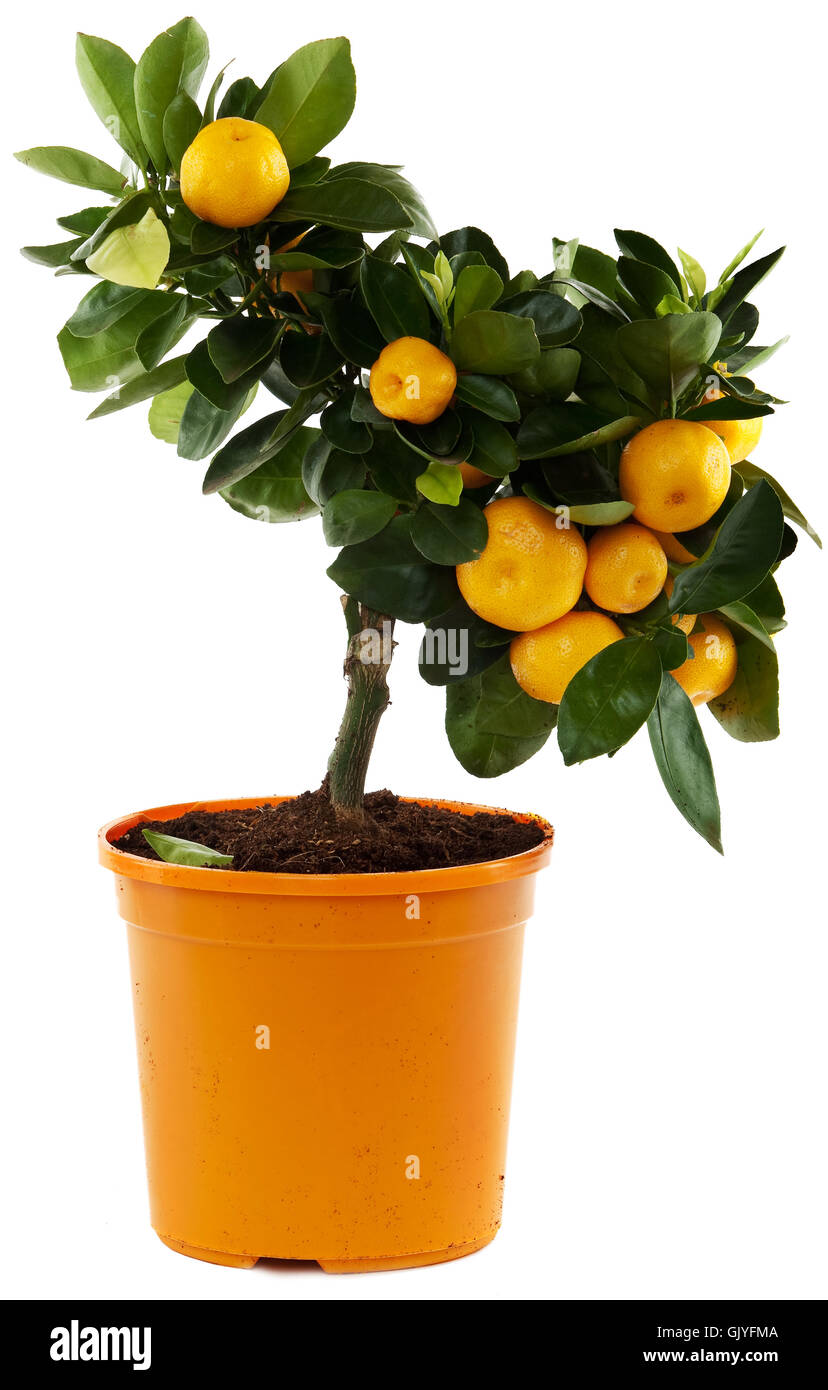 Obst dekorative Pflanze Orangen Stockfoto