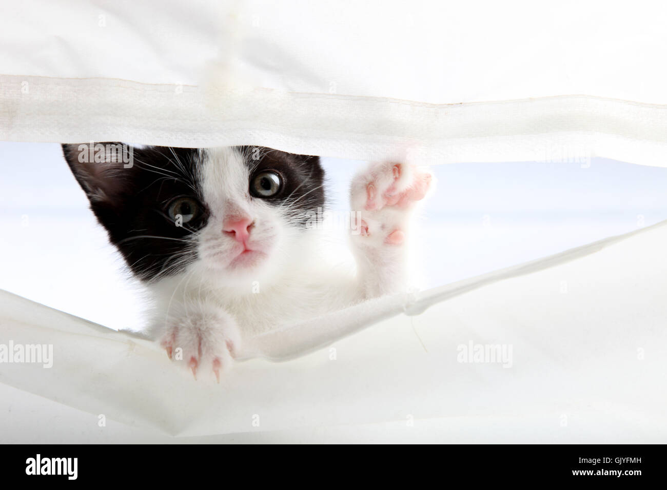 süßen isolierte Haustier Stockfoto