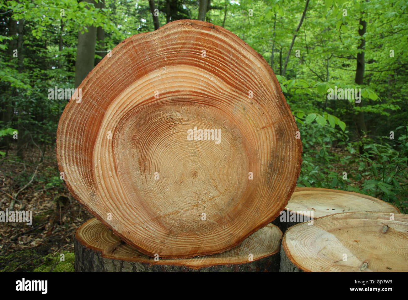 Jahresringe Baum Zählen