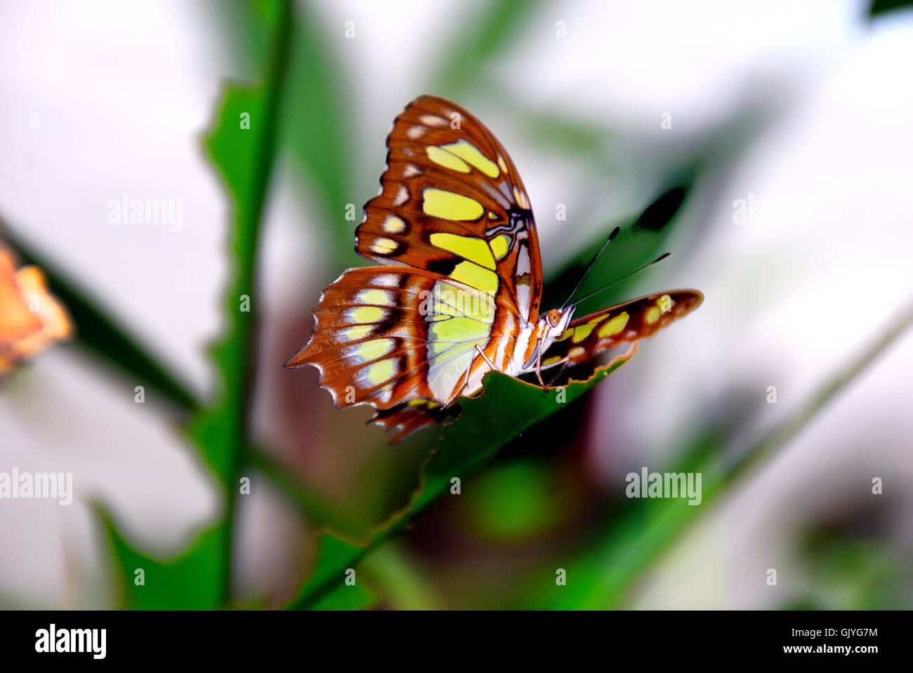 Butterfly Arc ist der erste Schmetterlingshaus in Italien gebaut werden. Schmetterlinge von den Regenwäldern des Amazonas, Afrika und Asien sind frei zu fliegen. Butterfly Arc ist auch Heimat von kleinen Eidechsen und Insekten. Der Malachit (Siproeta Stelenes) ist eine neotropische Pinsel leichtfüßig Schmetterling (Familie Nymphalidae). Der Malachit hat große Flügel, die schwarz und glänzend grün oder gelb-grün auf der Oberseite und hellbraun und Olivgrün auf der Unterseite sind. Es ist für das Mineral Malachit, benannt, die ähnlich in der Farbe hellgrün auf die Schmetterlingsflügel. Stockfoto