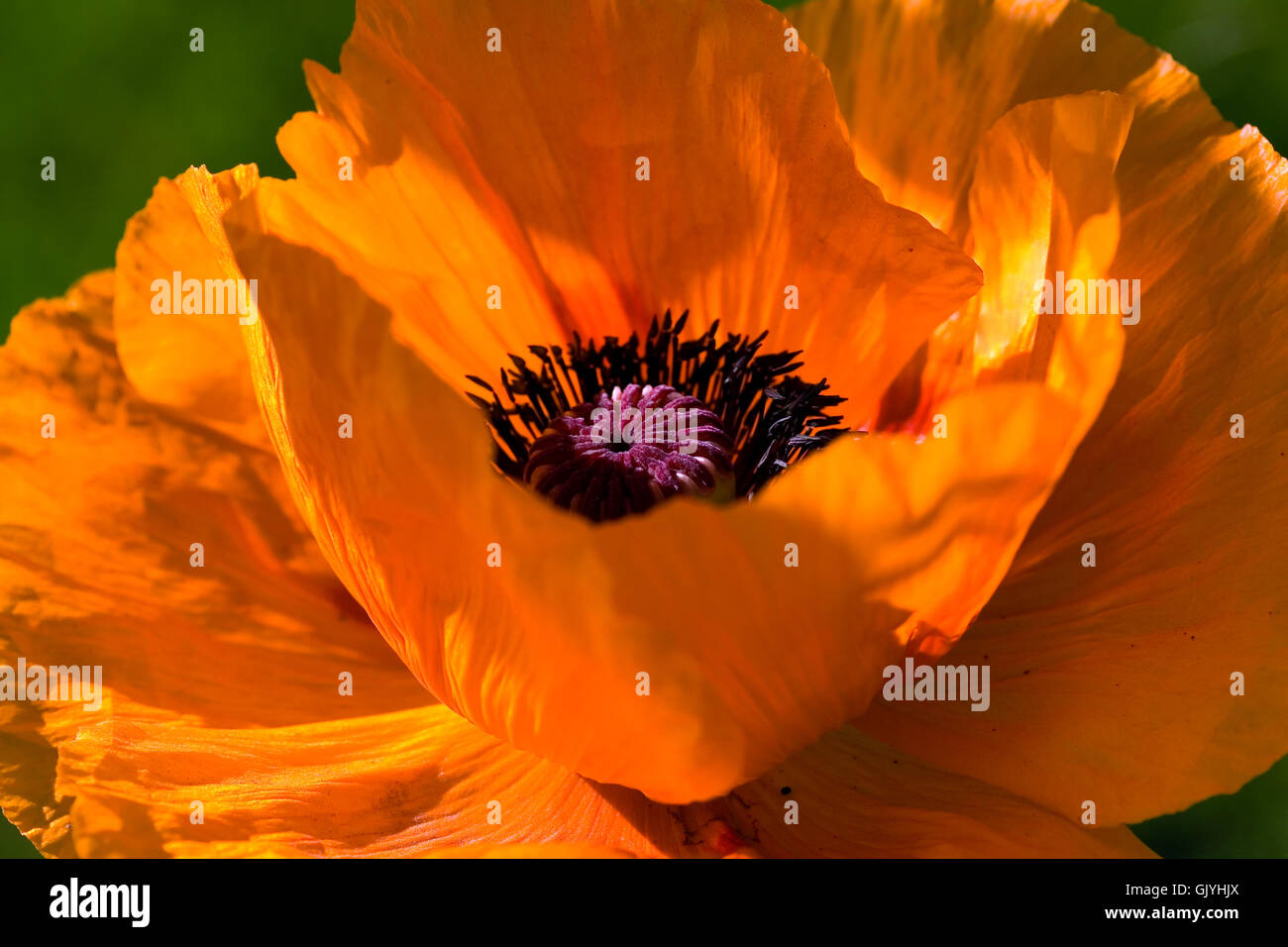 große Orange - Mohn Stockfoto