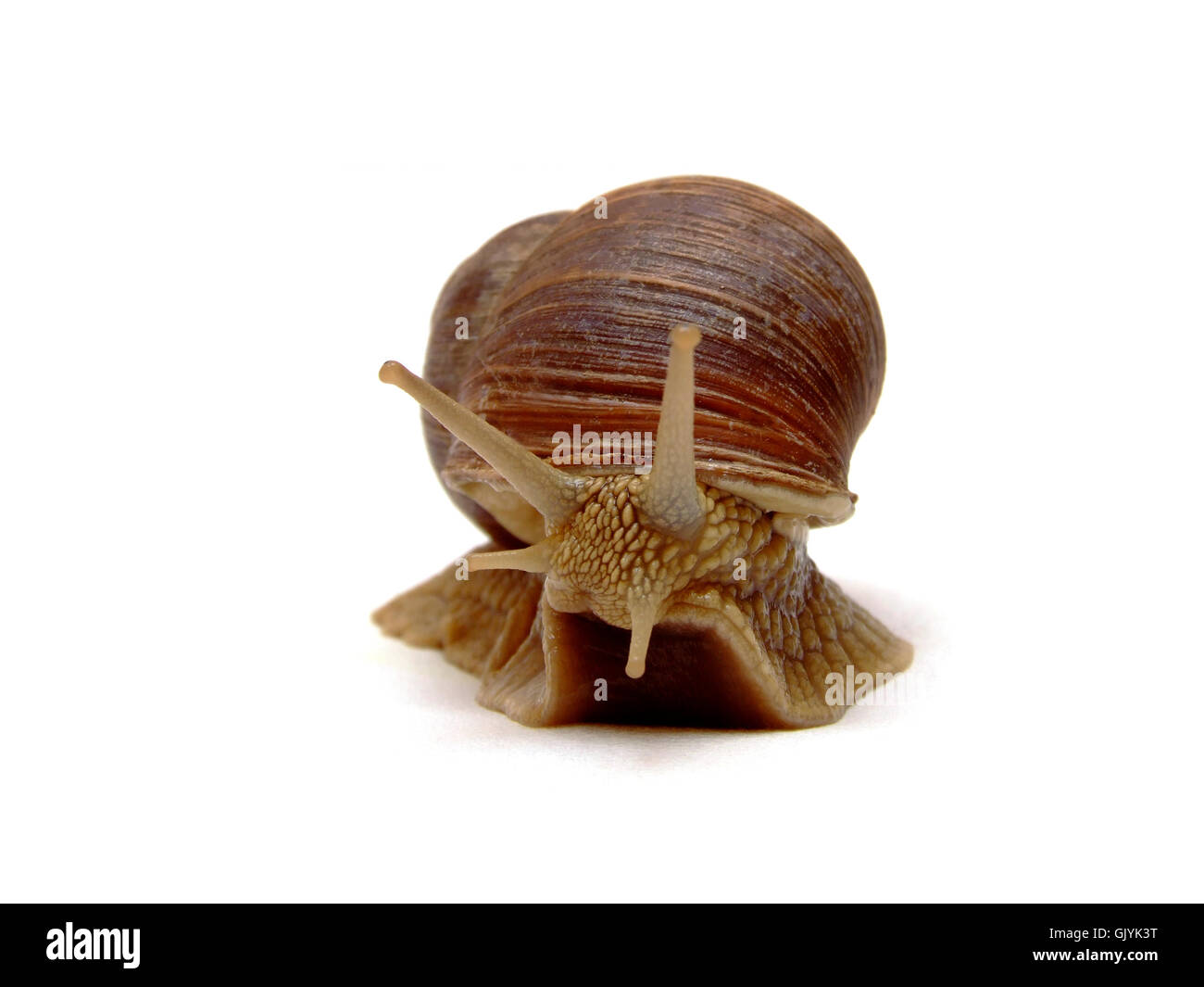 Haus Gebäude Tier Stockfoto