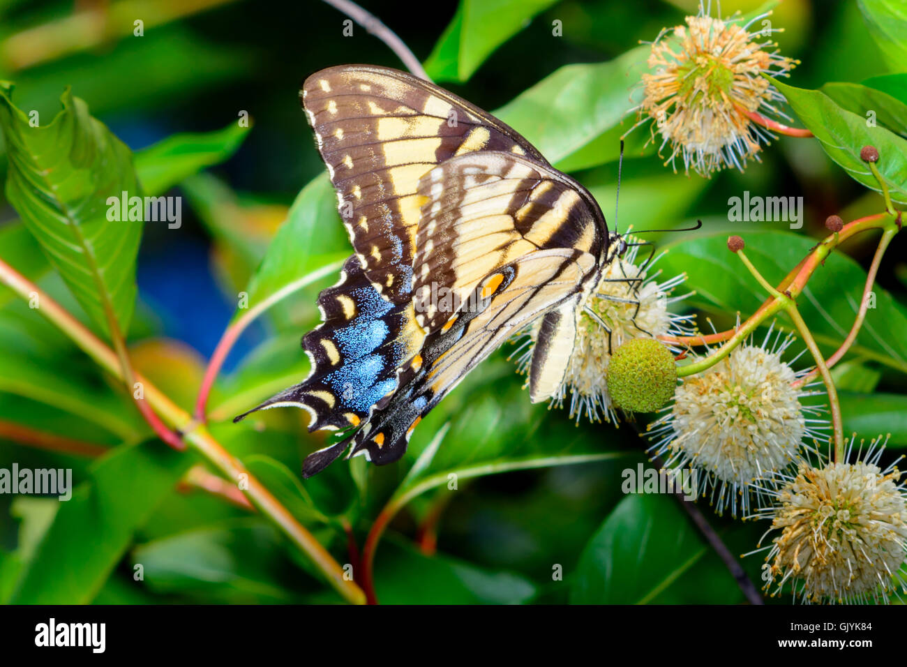 Östliche Tiger Schwalbenschwanz (Papilio Glaucus) Schmetterling mit vivid blau gelb und schwarz. Stockfoto
