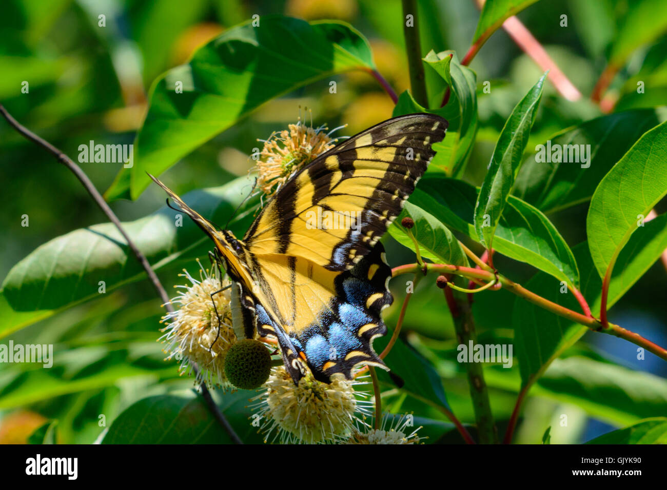 Östliche Tiger Schwalbenschwanz (Papilio Glaucus) Schmetterling mit vivid blau gelb und schwarz. Stockfoto