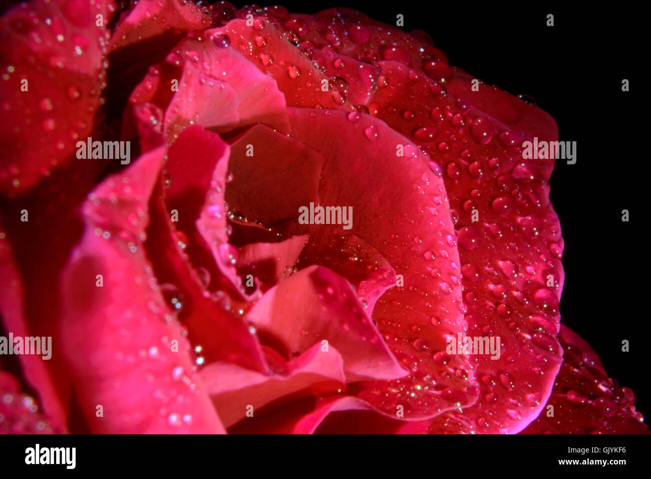 Close-up Single Red Rose mit Wassertropfen auf schwarzen Hintergrund Stockfoto