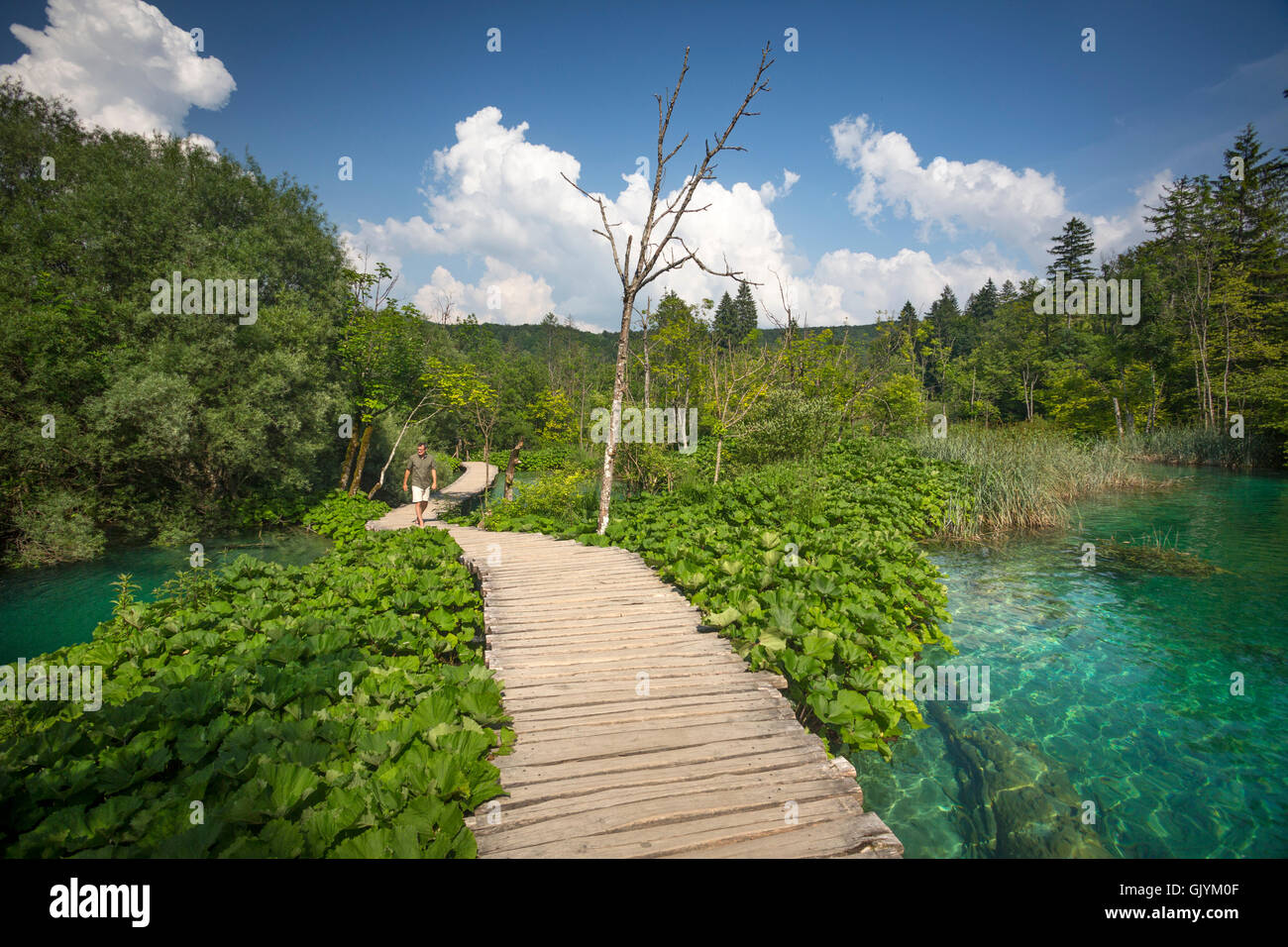 Ein Tourist, ein Spaziergang auf einem Holzsteg, gesäumt von Pestwurze (Petasites). Nationalpark Plitvicer Seen Kroatien. Blaues Wasser. Stockfoto