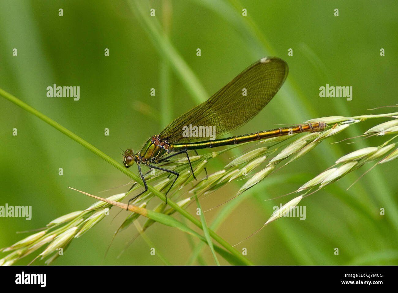 Insekt grüne Pflanzenwelt Stockfoto