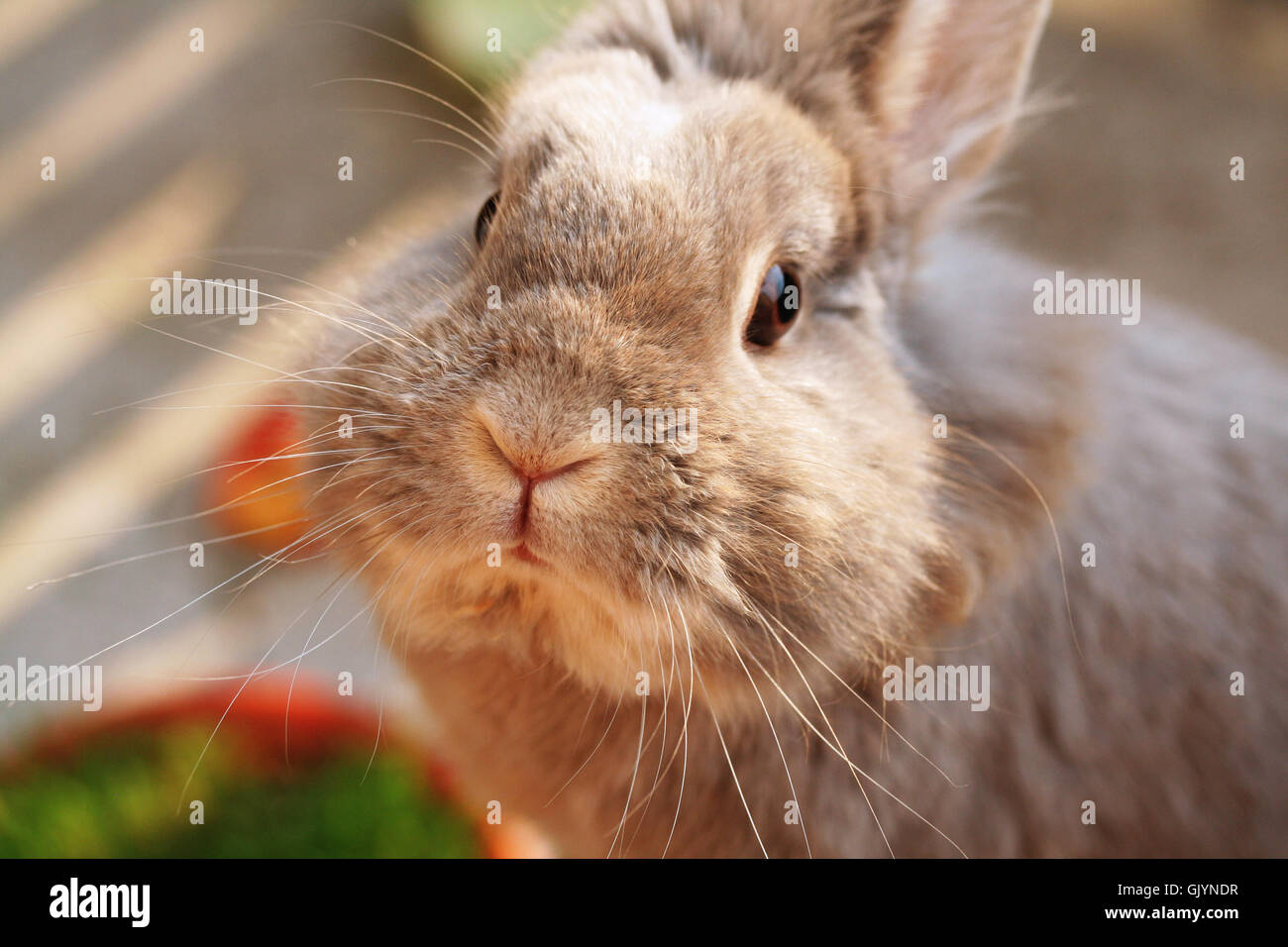 Tier Haustier Kaninchen Stockfoto