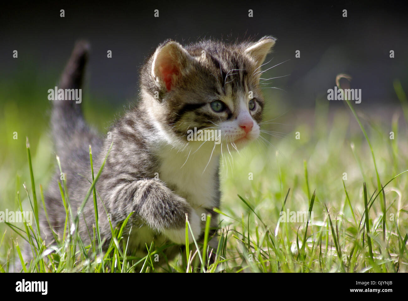 Tiere Haustiere pussycat Stockfoto
