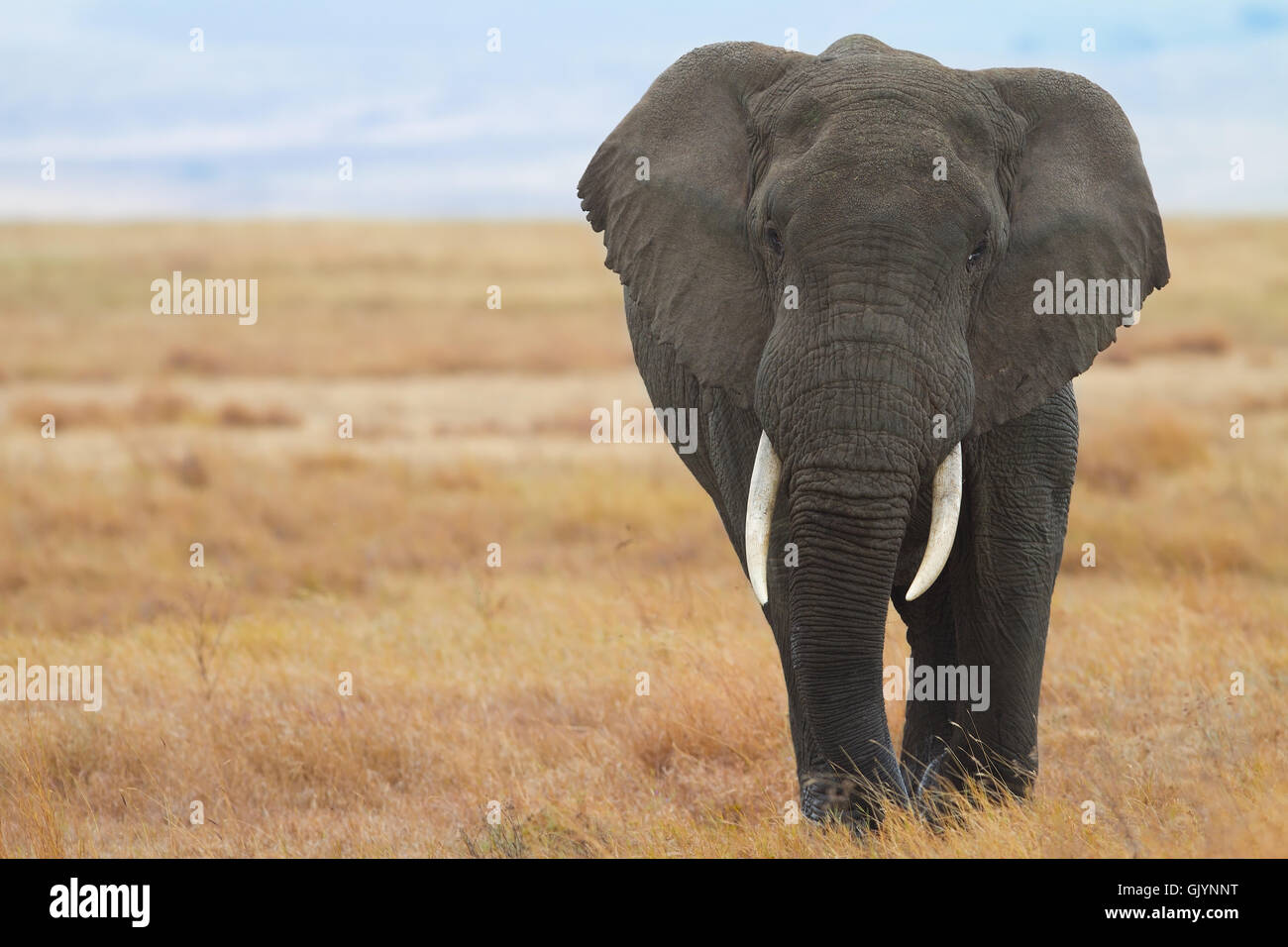Afikanischer Elefant Stockfoto