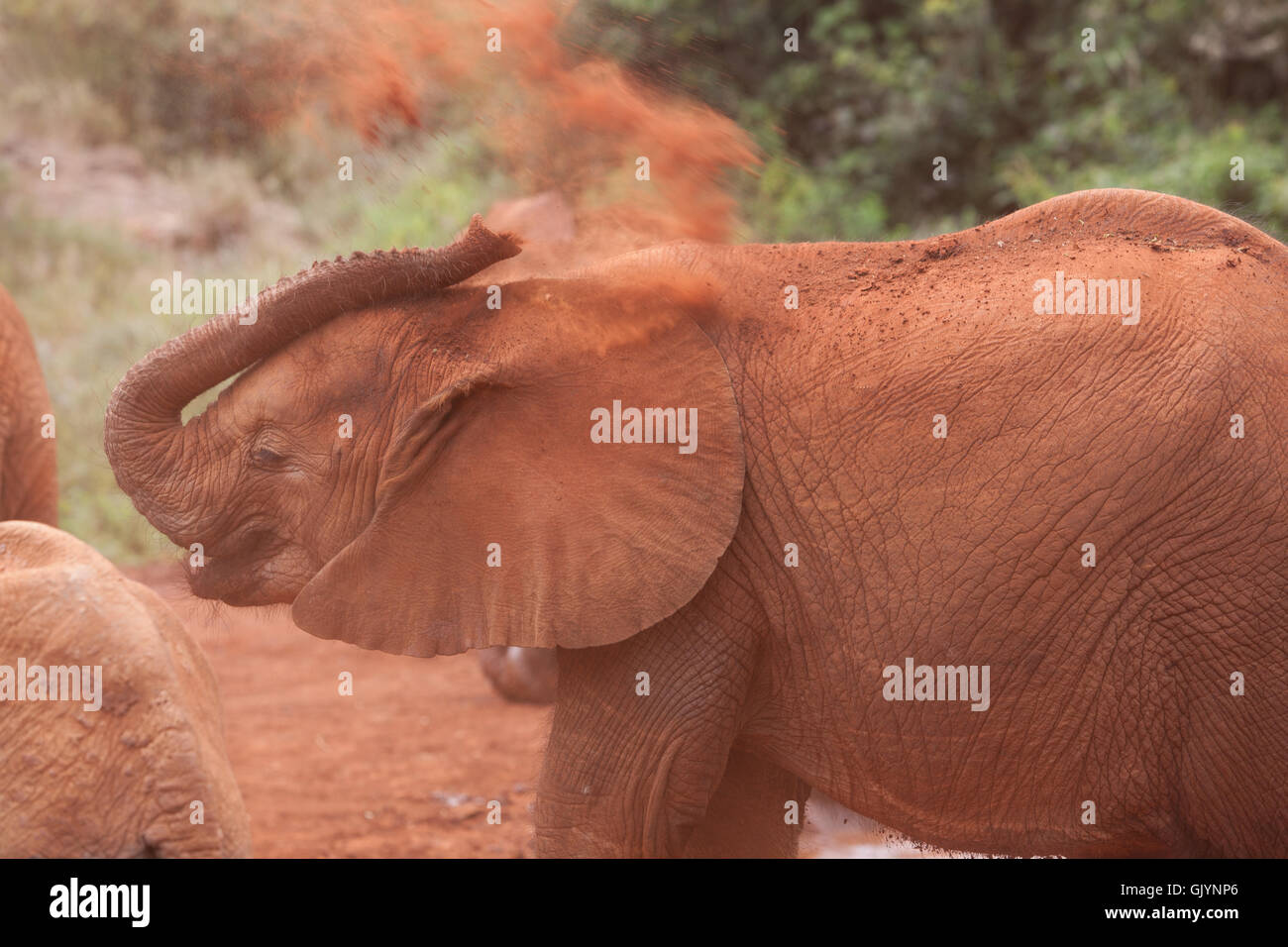 Afrika Elefanten tusk Stockfoto