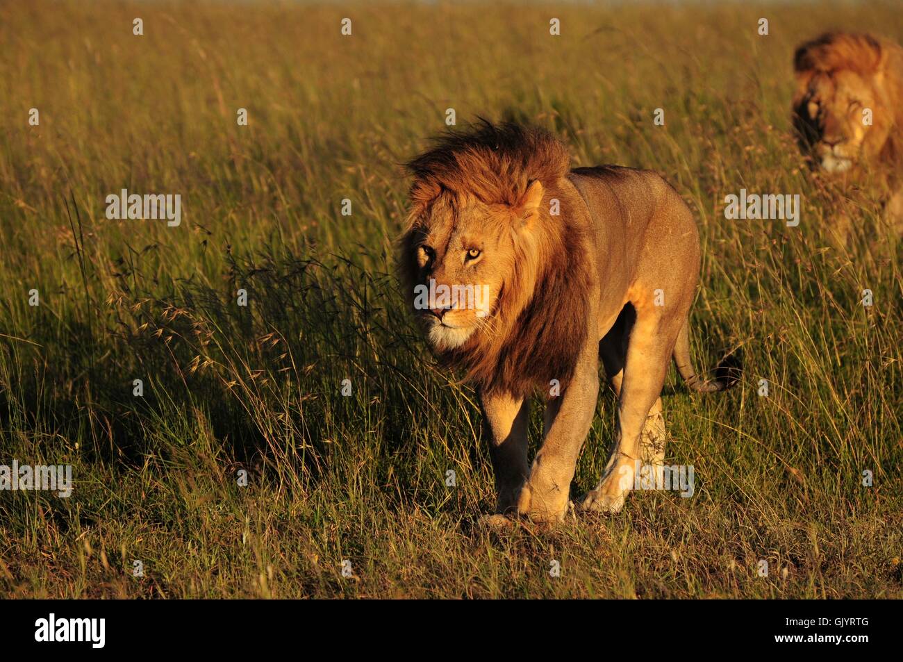 Afrika Tiere Savanne Stockfoto